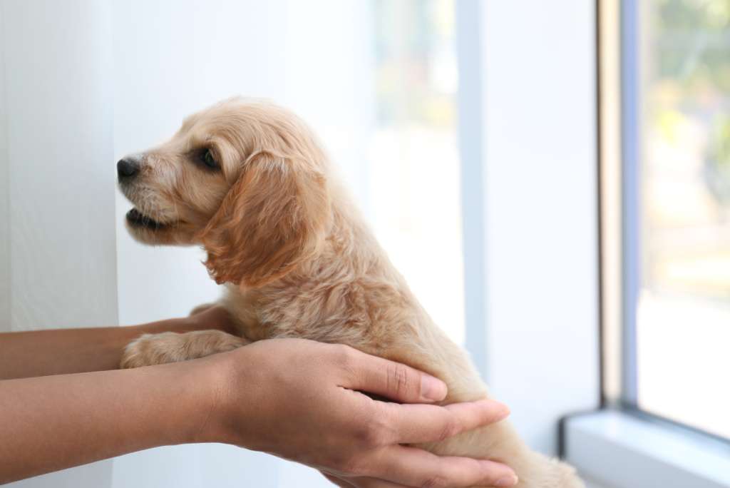 Hoe een puppy jou zal kiezen