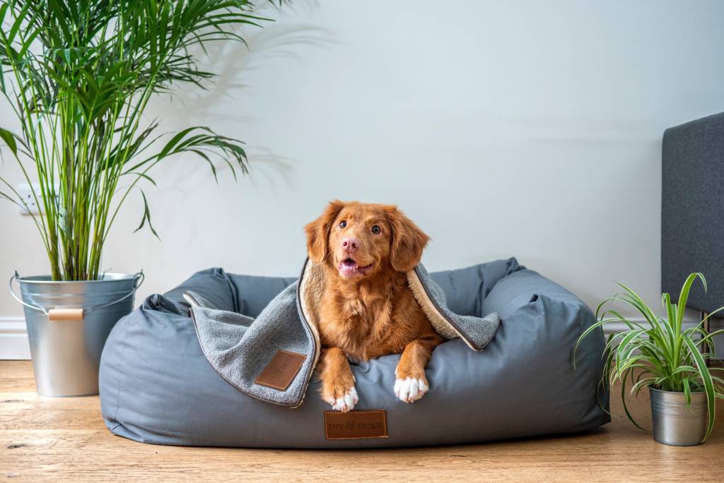 hond in een nest ter plaatse