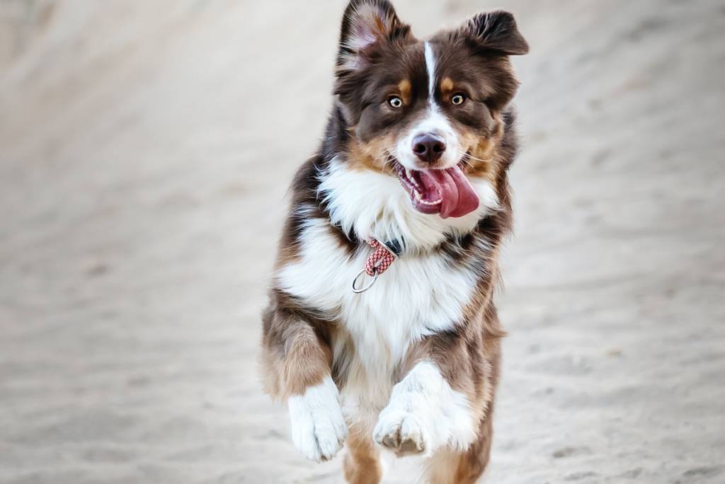 hoe leer je een hond om weg te rennen?